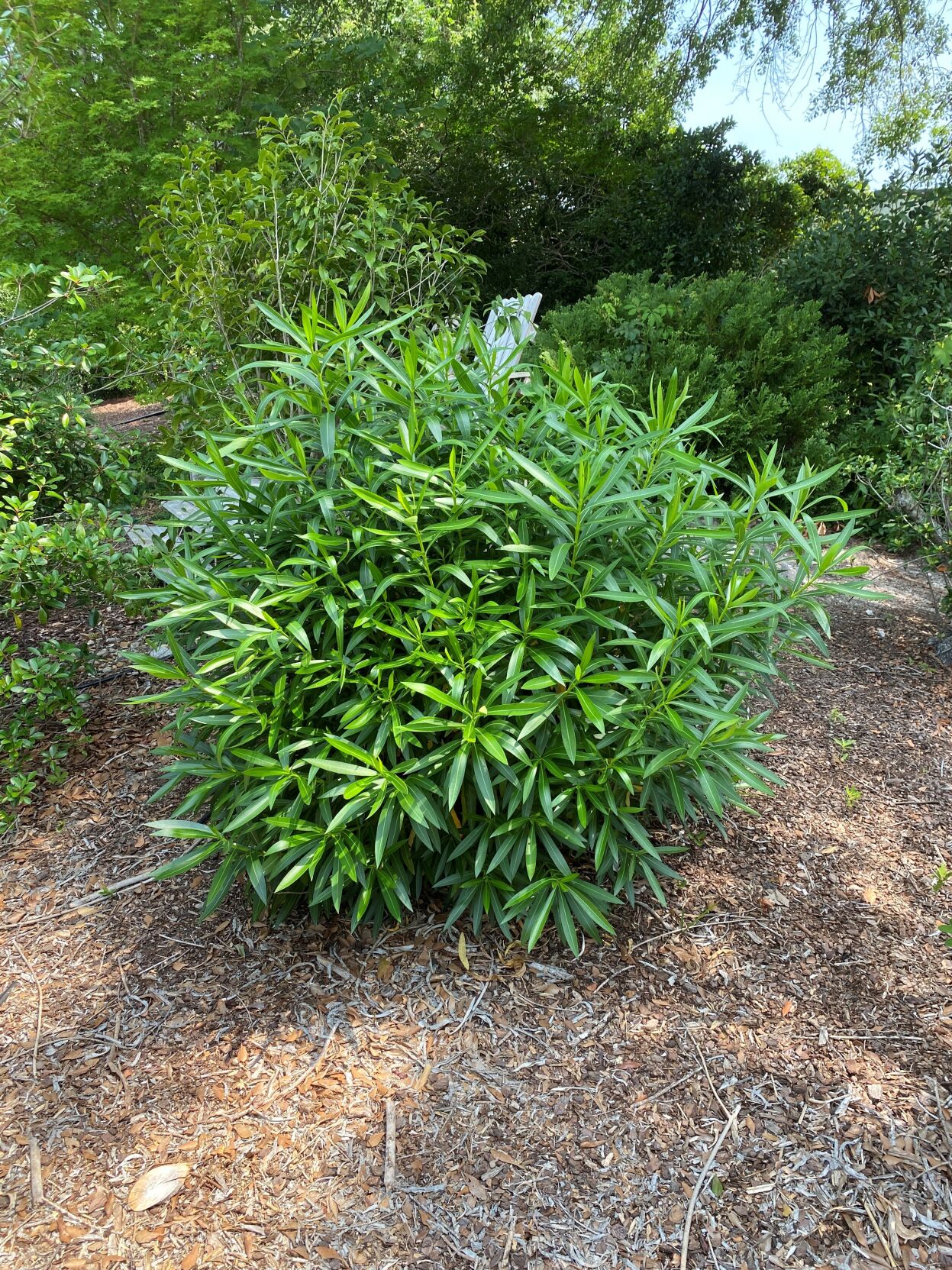 Oleander shrub